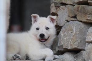 White-Swiss-Shepherd-Puppies-06062019-0395