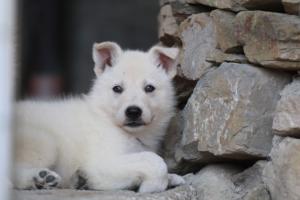 White-Swiss-Shepherd-Puppies-06062019-0397