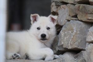 White-Swiss-Shepherd-Puppies-06062019-0398