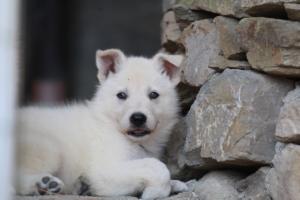 White-Swiss-Shepherd-Puppies-06062019-0399