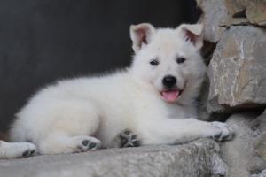 White-Swiss-Shepherd-Puppies-06062019-0401