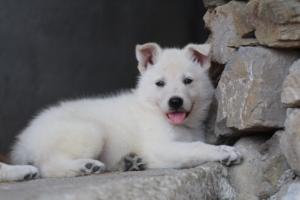 White-Swiss-Shepherd-Puppies-06062019-0402
