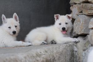 White-Swiss-Shepherd-Puppies-06062019-0404