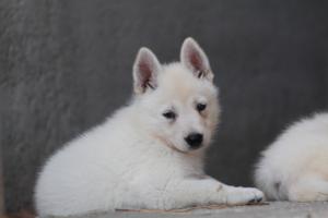White-Swiss-Shepherd-Puppies-06062019-0405