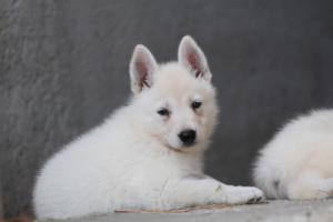 White-Swiss-Shepherd-Puppies-06062019-0406
