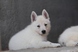 White-Swiss-Shepherd-Puppies-06062019-0407