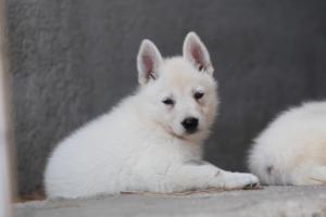 White-Swiss-Shepherd-Puppies-06062019-0409