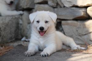 White-Swiss-Shepherd-Puppies-06062019-0414