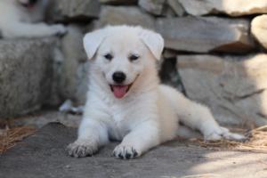 White-Swiss-Shepherd-Puppies-06062019-0415
