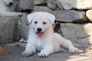 White-Swiss-Shepherd-Puppies-06062019-0416