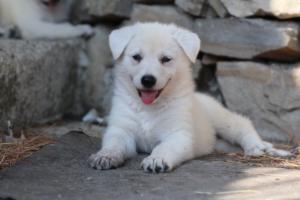 White-Swiss-Shepherd-Puppies-06062019-0417