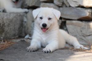 White-Swiss-Shepherd-Puppies-06062019-0418