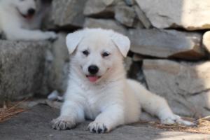 White-Swiss-Shepherd-Puppies-06062019-0419