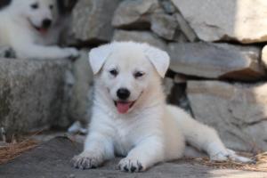 White-Swiss-Shepherd-Puppies-06062019-0420