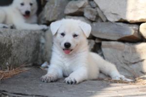 White-Swiss-Shepherd-Puppies-06062019-0421