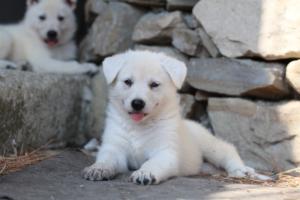 White-Swiss-Shepherd-Puppies-06062019-0422