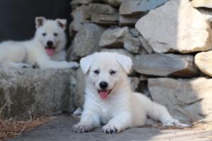 White-Swiss-Shepherd-Puppies-06062019-0423