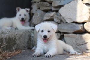 White-Swiss-Shepherd-Puppies-06062019-0424