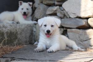 White-Swiss-Shepherd-Puppies-06062019-0425