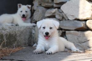White-Swiss-Shepherd-Puppies-06062019-0426