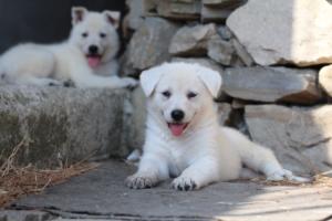 White-Swiss-Shepherd-Puppies-06062019-0427