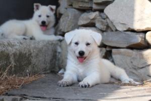 White-Swiss-Shepherd-Puppies-06062019-0428