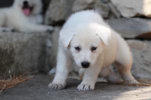 White-Swiss-Shepherd-Puppies-06062019-0430
