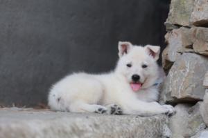 White-Swiss-Shepherd-Puppies-06062019-0431