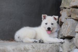 White-Swiss-Shepherd-Puppies-06062019-0432