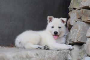 White-Swiss-Shepherd-Puppies-06062019-0433