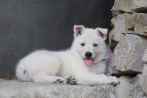 White-Swiss-Shepherd-Puppies-06062019-0435