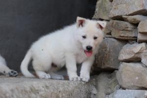 White-Swiss-Shepherd-Puppies-06062019-0438