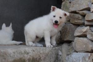 White-Swiss-Shepherd-Puppies-06062019-0439