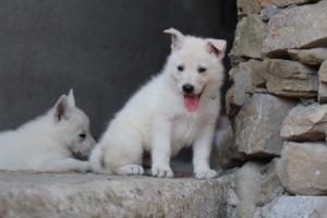 White-Swiss-Shepherd-Puppies-06062019-0440