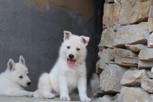 White-Swiss-Shepherd-Puppies-06062019-0441