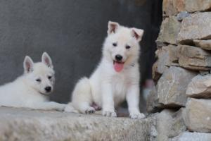 White-Swiss-Shepherd-Puppies-06062019-0442