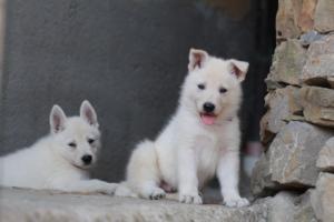 White-Swiss-Shepherd-Puppies-06062019-0443