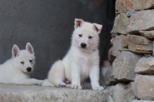 White-Swiss-Shepherd-Puppies-06062019-0444