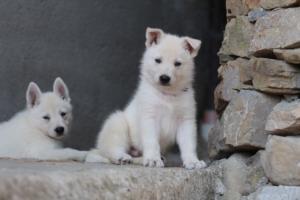 White-Swiss-Shepherd-Puppies-06062019-0445