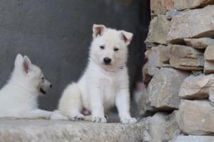 White-Swiss-Shepherd-Puppies-06062019-0446