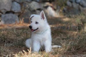 White-Swiss-Shepherd-Puppies-06062019-0447