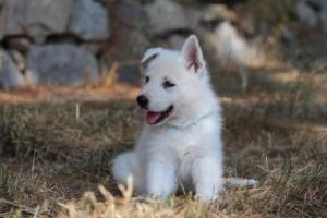 White-Swiss-Shepherd-Puppies-06062019-0449