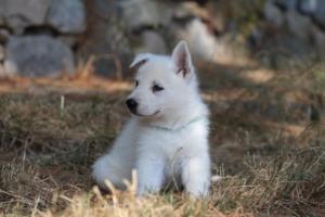 White-Swiss-Shepherd-Puppies-06062019-0450