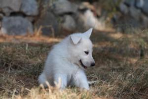 White-Swiss-Shepherd-Puppies-06062019-0452