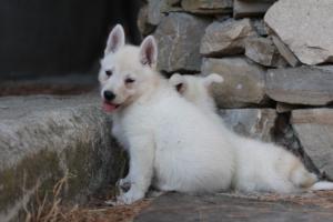 White-Swiss-Shepherd-Puppies-06062019-0456