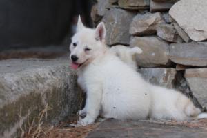 White-Swiss-Shepherd-Puppies-06062019-0457