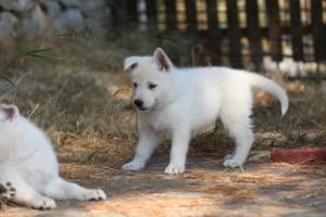 White-Swiss-Shepherd-Puppies-06062019-0458