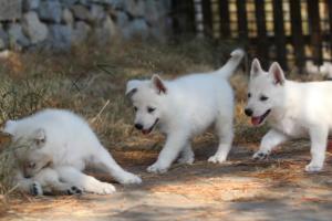 White-Swiss-Shepherd-Puppies-06062019-0459