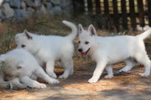 White-Swiss-Shepherd-Puppies-06062019-0460