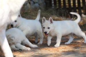 White-Swiss-Shepherd-Puppies-06062019-0461